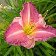 Лилейник Grand Ways