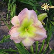 Лилейник Instant Friendship