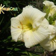 Лілійник Joan Senior