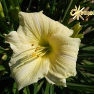 Лилейник Joan Senior