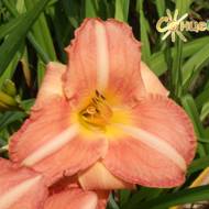 Лілійник Karolina Kozka