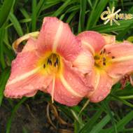 Лилейник Karolina Kozka