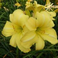 Лілійник Krystyna