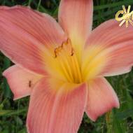 Лілійник Lemoine Bechtold