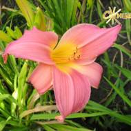 Лилейник Lemoine Bechtold