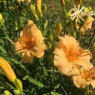 Лилейник Leprechaun’s Lace