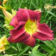 Лілійник Liberator