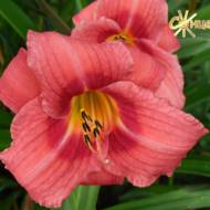 Лилейник Lilting Lady