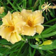 Лилейник Little Men