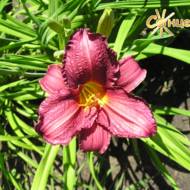 Лилейник Little Wine Сup