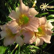 Лілійник Luxury lace