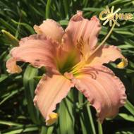 Лилейник Luxury lace