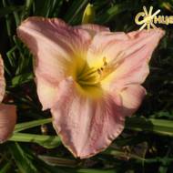 Лилейник Mariska