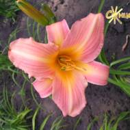 Лилейник Missouri Miss