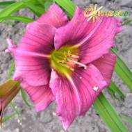 Лилейник Oolay