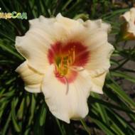 Лілійник Pandora’s Box