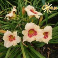 Лилейник Pandora’s Box