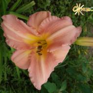 Лілійник Precious One