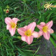 Лилейник Precious One