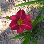 Лілійник Red Rum
