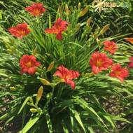 Лилейник Red Rum