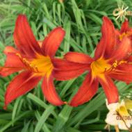 Лілійник Sammy Russell