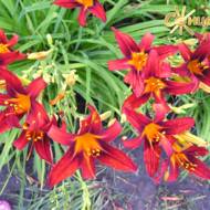 Лилейник Sammy Russell