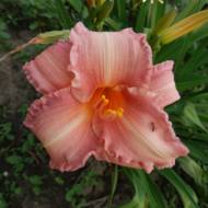 Лилейник Annie Welch