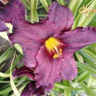 Лілійник Satinique