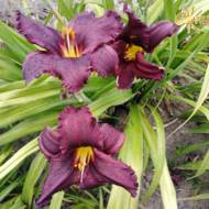 Лилейник Satinique