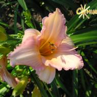 Лилейник School Girl