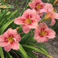 Лилейник Siloam Cinderella