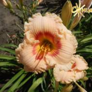 Лилейник Siloam Robbie Bush