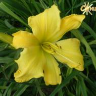 Лілійник Sister Spider