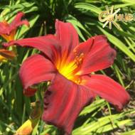 Лилейник Solid Scarlet