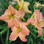 Лілійник Stagecoach