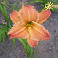 Лилейник Stagecoach