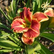 Лілійник Startle