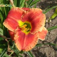 Лилейник Startle