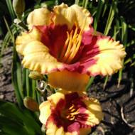 Лілійник Summer Dragon