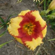 Лилейник Summer Dragon