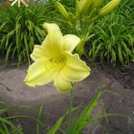 Лілійник Tiny Toy