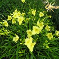 Лилейник Tiny Toy