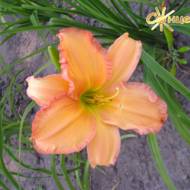 Лилейник Touch of Mink