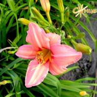 Лілійник Varsity