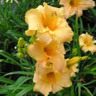 Лілійник Winnie the Pooh