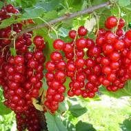 Саженец Красная смородина Детван