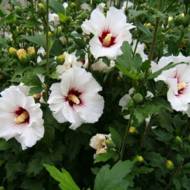 Саджанець Гібіскус сірійський білий в контейнері