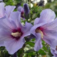 Саженец гибискуса сирийского сиреневого в контейнере