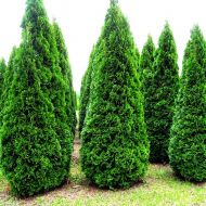 Саджанець Туя Holmstrup в контейнері